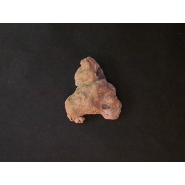 shark  tooth  Fully coated  of a crusting of coral (6)
