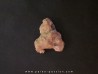 shark tooth Fully coated of a crusting of coral (6)