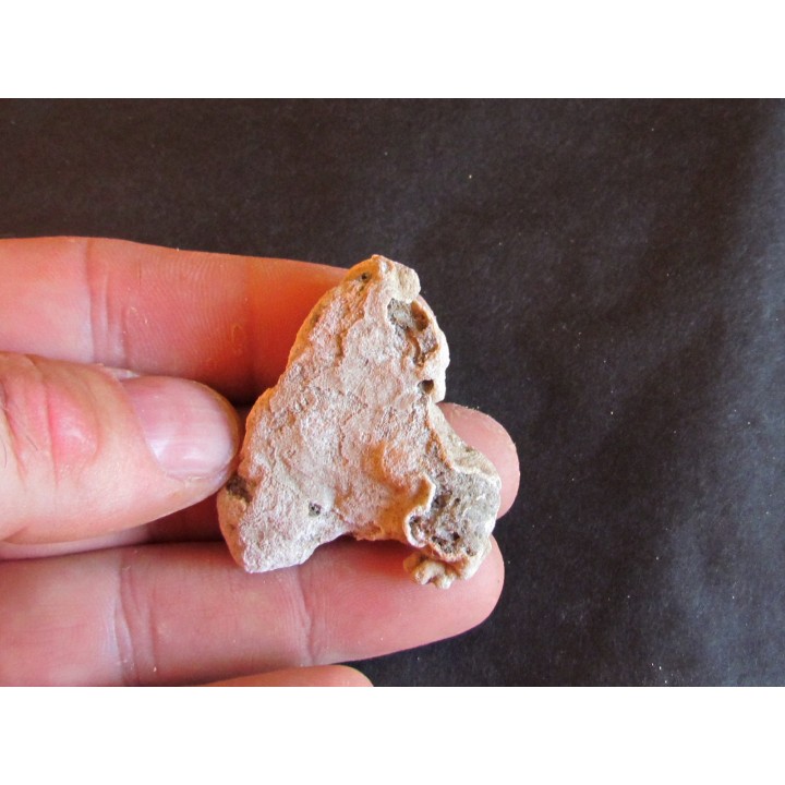 shark  tooth  Fully coated  of a crusting of coral (6)