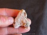 shark tooth Fully coated of a crusting of coral (6)