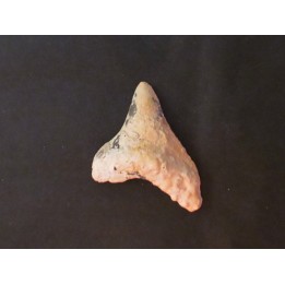 shark  tooth  Fully coated  of a crusting of coral (8)