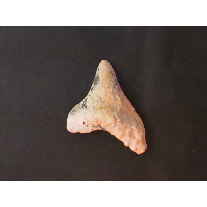shark  tooth  Fully coated  of a crusting of coral (8)