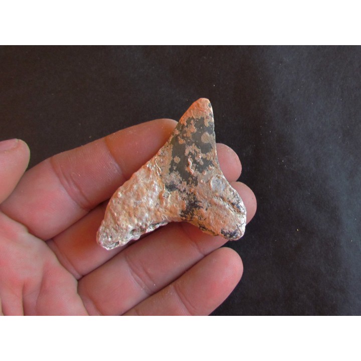 shark  tooth  Fully coated  of a crusting of coral (8)