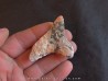 shark  tooth  Fully coated  of a crusting of coral (8)