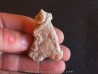 shark  tooth  Fully coated  of a crusting of coral (9)