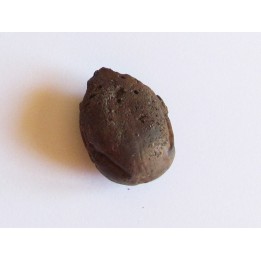 cycad seeds Nilissonia sp. (1)