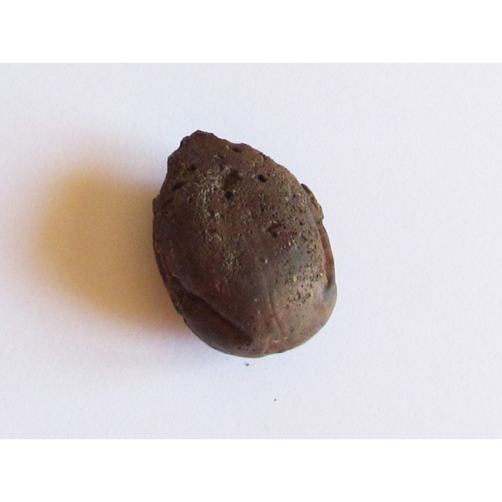 cycad seeds Nilissonia sp. (1)