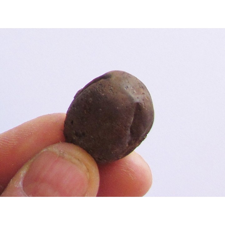 cycad seeds Nilissonia sp. (1)