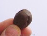 cycad seeds Nilissonia sp. (1)