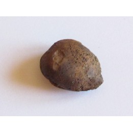 cycad seeds Nilissonia sp. (2)
