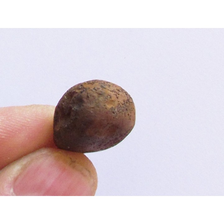 cycad seeds Nilissonia sp. (2)