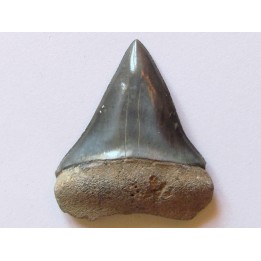 shark  tooth  COSMOPOLIDOTUS HASTALI (1)