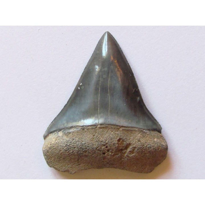 shark  tooth  COSMOPOLIDOTUS HASTALI (1)