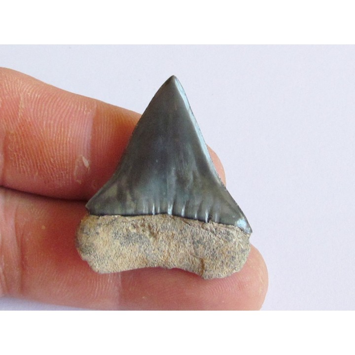 shark  tooth  COSMOPOLIDOTUS HASTALI (1)