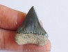 shark  tooth  COSMOPOLIDOTUS HASTALI (1)