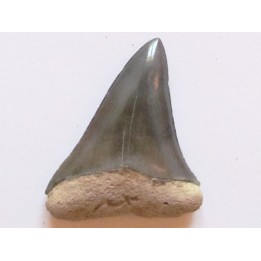 shark  tooth  COSMOPOLIDOTUS HASTALI (3)