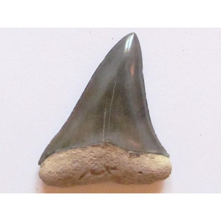 shark  tooth  COSMOPOLIDOTUS HASTALI (3)