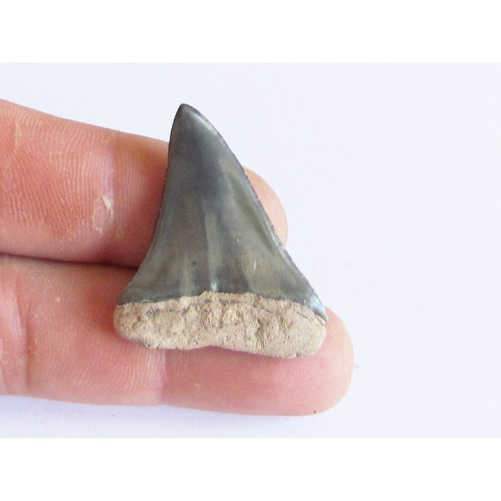 Dent de requin COSMOPOLIDOTUS HASTALI (3)