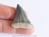 Dent de requin COSMOPOLIDOTUS HASTALI (3)