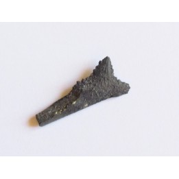 shark teeth: EDESTUS HEINRICHI (1)