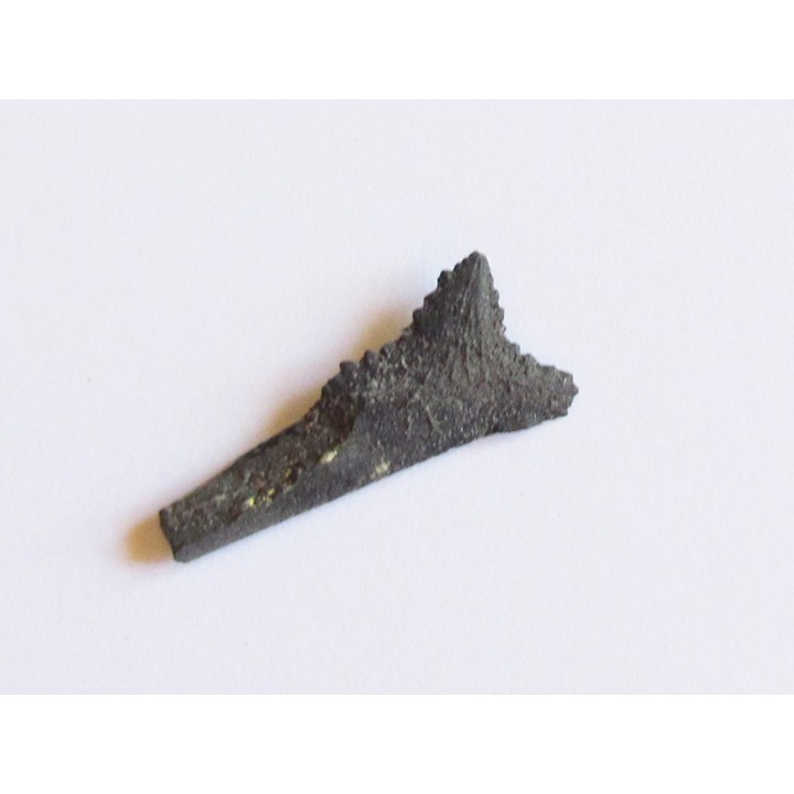 shark teeth: EDESTUS HEINRICHI (1)