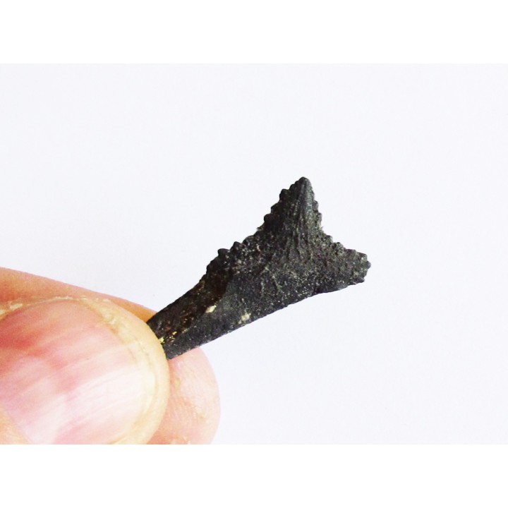 shark teeth: EDESTUS HEINRICHI (1)