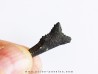 shark teeth: EDESTUS HEINRICHI (1)