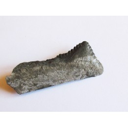 shark teeth: EDESTUS HEINRICHI (2)