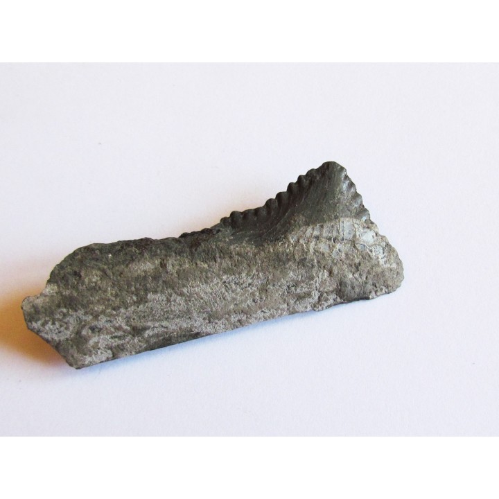 dent de requin: EDESTUS HEINRICHI (2)