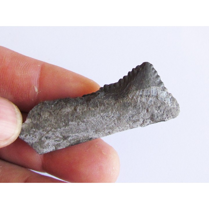 dent de requin: EDESTUS HEINRICHI (2)