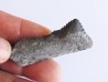dent de requin: EDESTUS HEINRICHI (2)