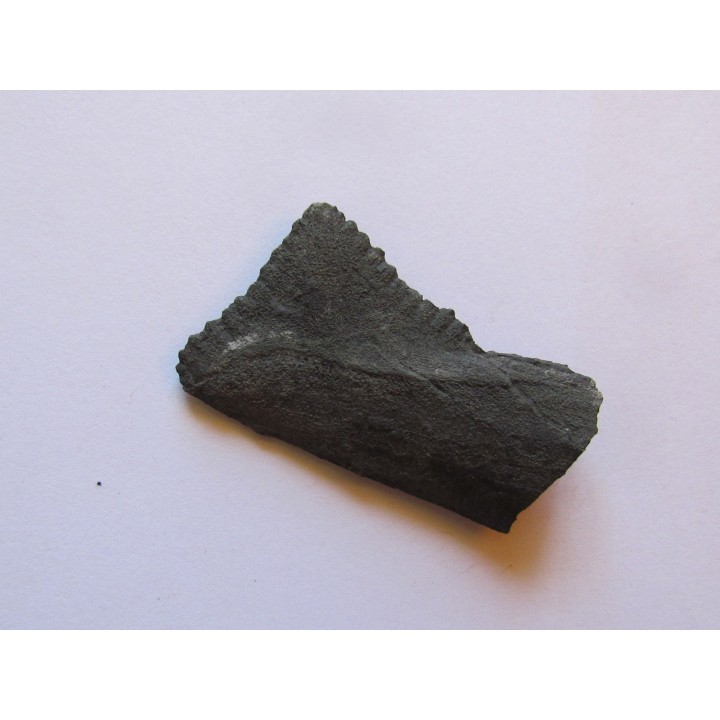 dent de requin: EDESTUS HEINRICHI (4)