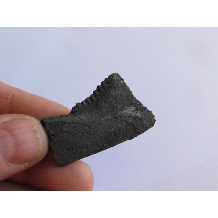 dent de requin: EDESTUS HEINRICHI (4)