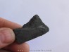 dent de requin: EDESTUS HEINRICHI (4)