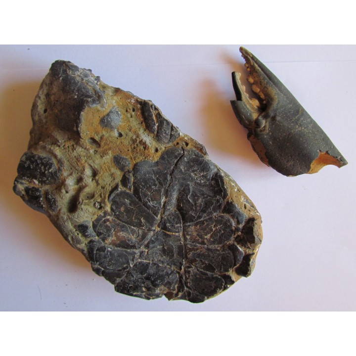 scylla serrata