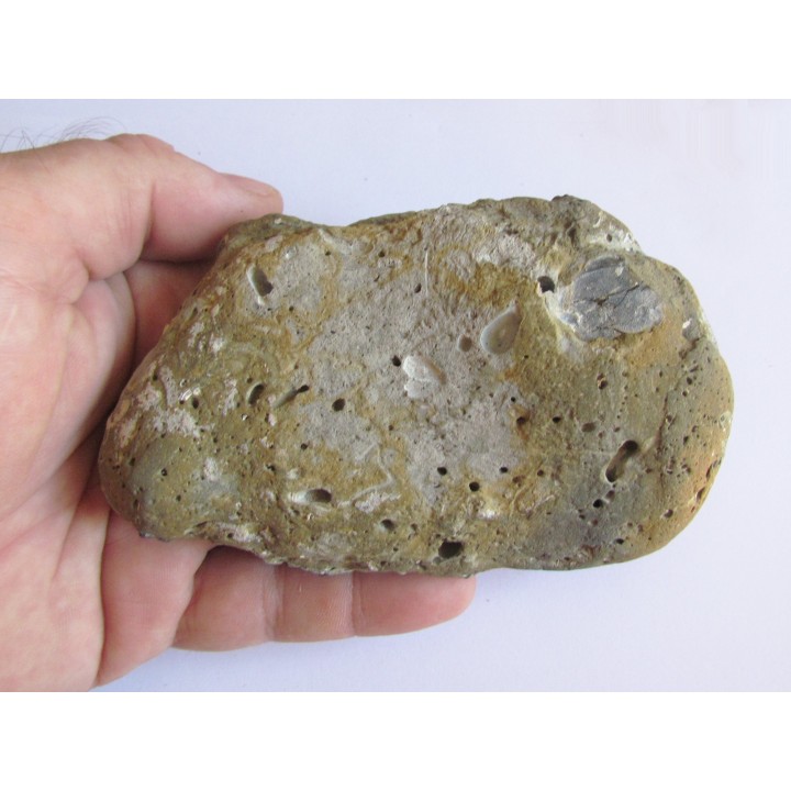scylla serrata