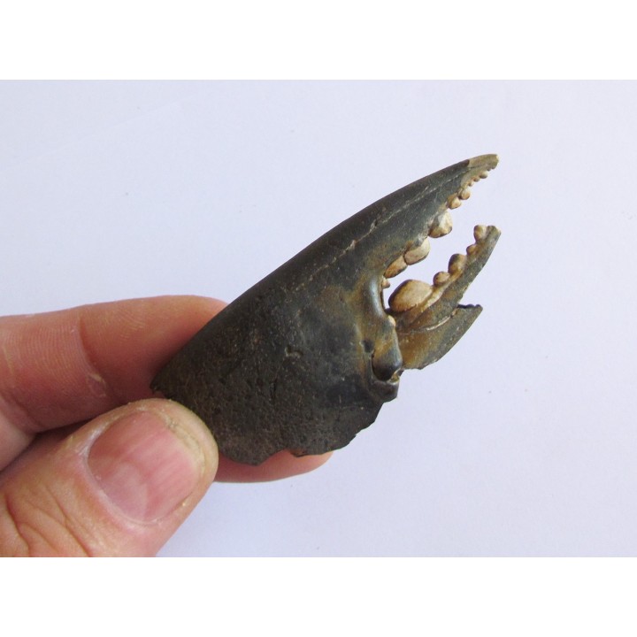 scylla serrata