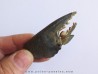 scylla serrata
