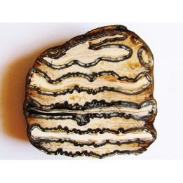 MAMMOTH TOOTH:  mammuthus columbi (1)