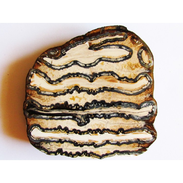 MAMMOTH TOOTH:  mammuthus columbi (1)