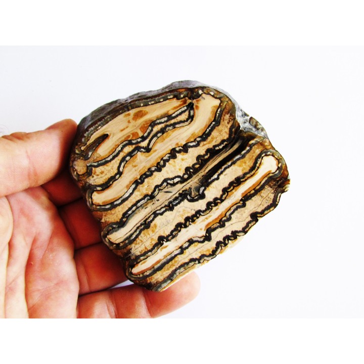 MAMMOTH TOOTH:  mammuthus columbi (1)