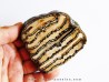 MAMMOTH TOOTH:  mammuthus columbi (1)