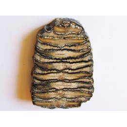 DENT DE MAMMOUTH:  mammuthus columbi (2)