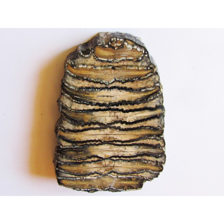 MAMMOTH TOOTH:  mammuthus columbi (2)