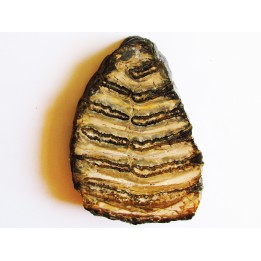 MAMMOTH TOOTH:  mammuthus columbi (3)