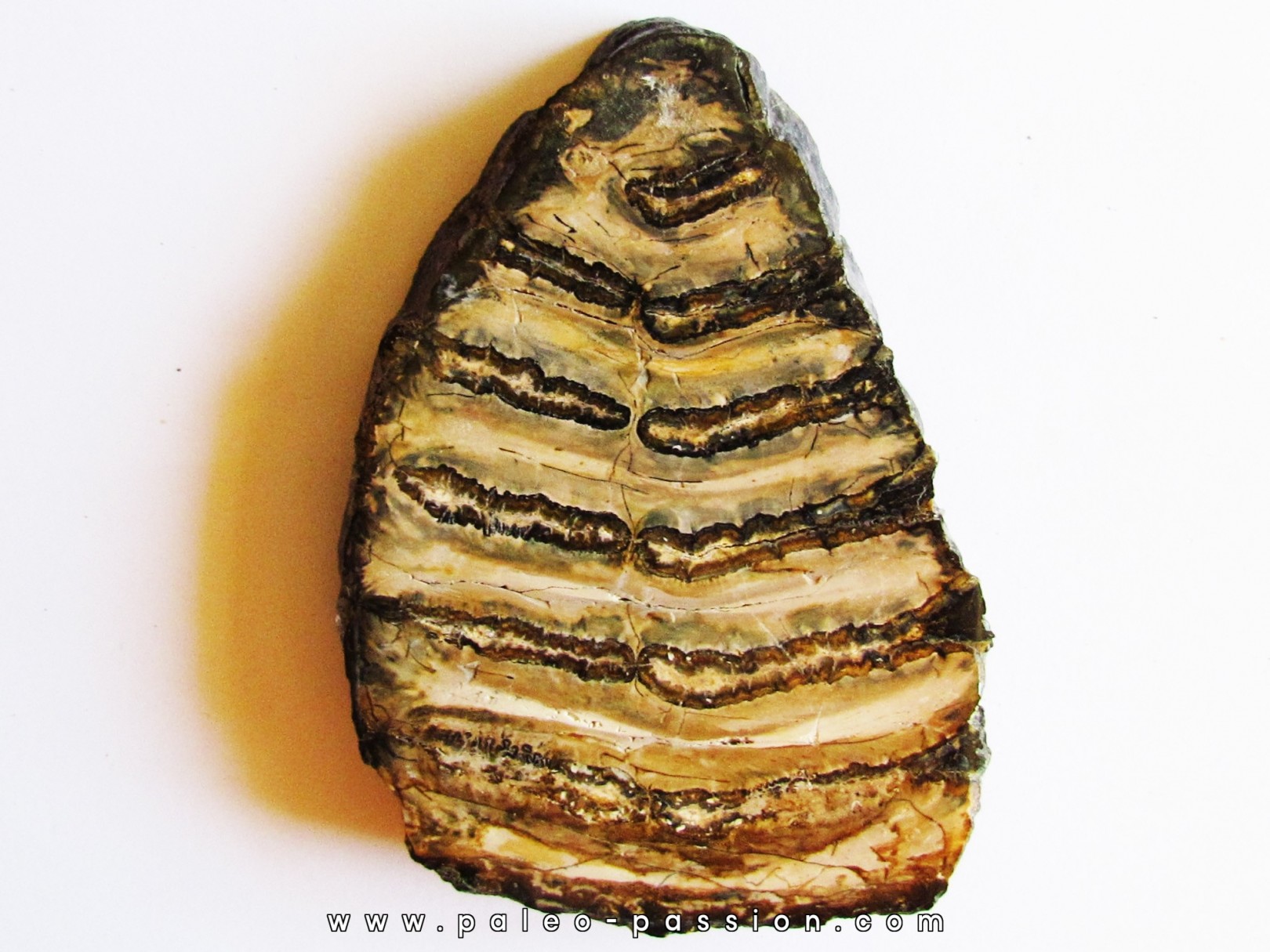 DENT DE MAMMOUTH: mammuthus columbi (3)