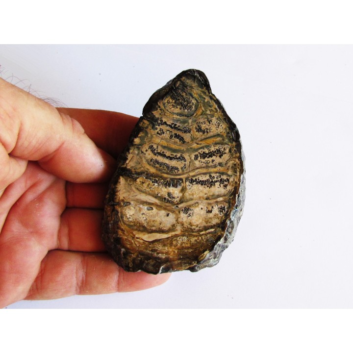 DENT DE MAMMOUTH:  mammuthus columbi (3)