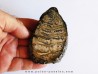 DENT DE MAMMOUTH: mammuthus columbi (3)
