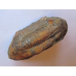 Ectillaenus giganteus (1)