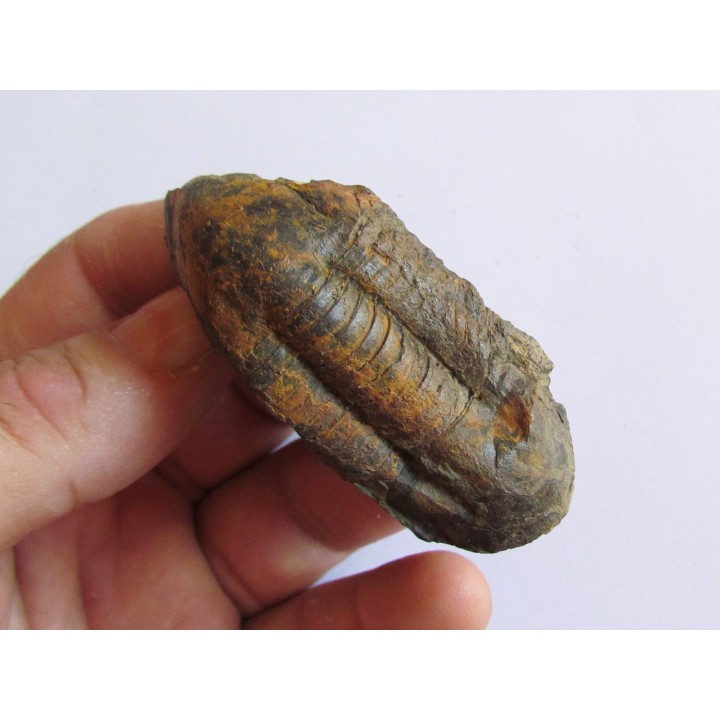 Ectillaenus giganteus (1)